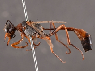images/Ammophila_laticeps_SAM_HYM_A009713_type_ female_ lateral_330.jpg